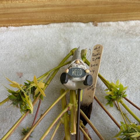 #1 Royal Runtz growlog timeline photo
