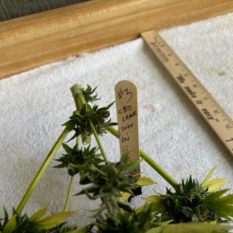 #1 Royal Runtz growlog timeline photo