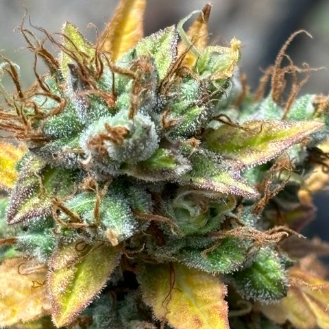 #1 Royal Runtz growlog timeline photo