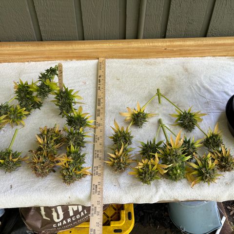 #1 Royal Runtz growlog timeline photo