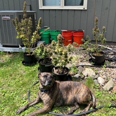 #1 Royal Runtz growlog timeline photo