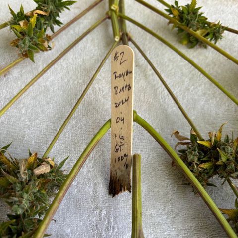 #1 Royal Runtz growlog timeline photo