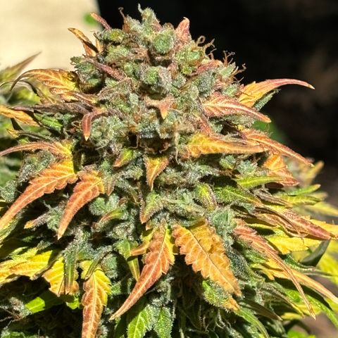 #1 Royal Runtz growlog timeline photo