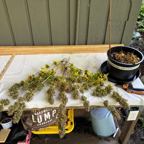 #1 Royal Runtz growlog timeline photo
