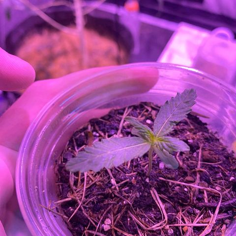 Northern Lights growlog photo: segundas folhas saindo 12/12