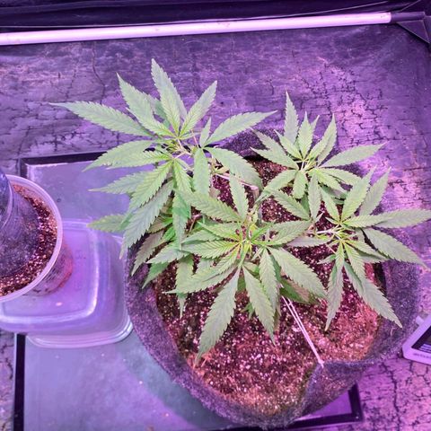 Northern Lights growlog timeline photo