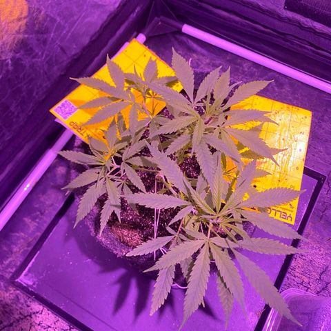 Northern Lights growlog timeline photo