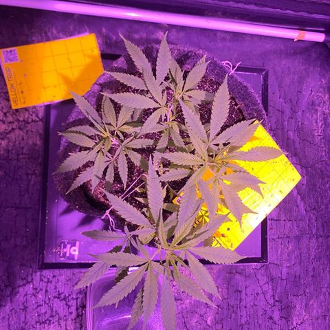 Northern Lights growlog timeline photo