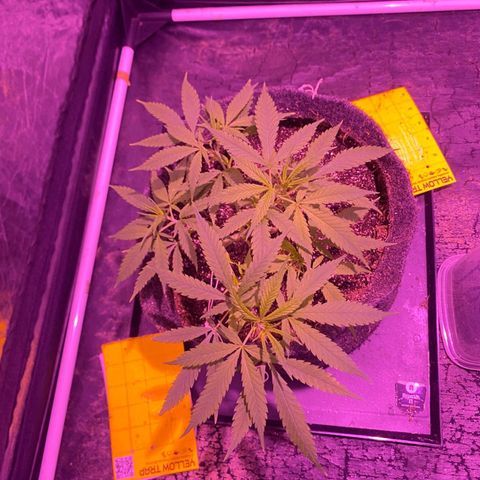 Northern Lights growlog timeline photo