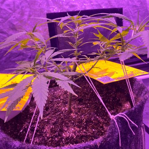 Northern Lights growlog timeline photo