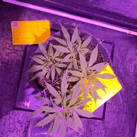 Northern Lights growlog timeline photo
