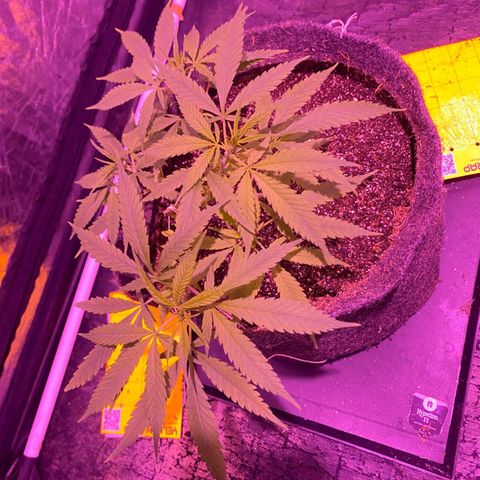 Northern Lights growlog timeline photo
