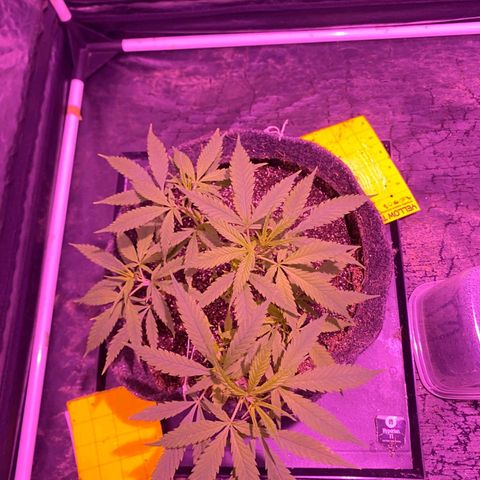 Northern Lights growlog timeline photo