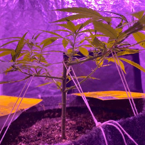 Northern Lights growlog timeline photo