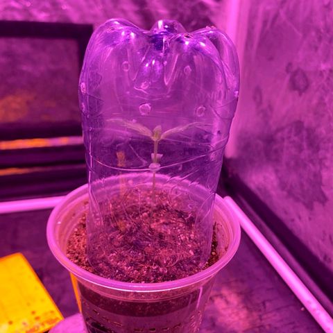 lockdown kush growlog timeline photo