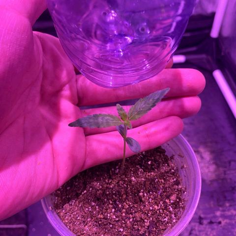 lockdown kush growlog timeline photo