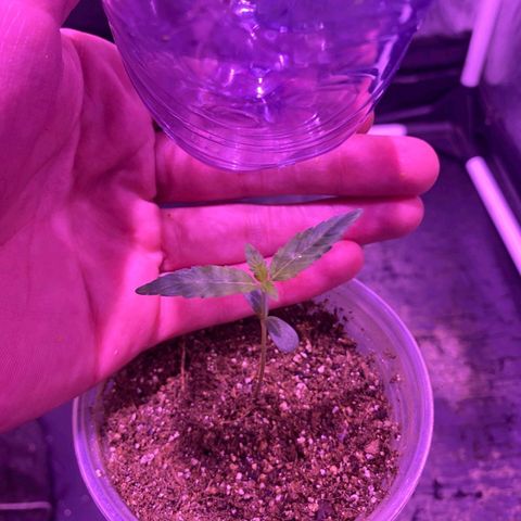 lockdown kush growlog timeline photo