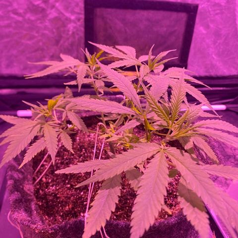 Northern Lights growlog timeline photo