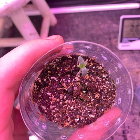 Hyperion F1 Hybrids growlog timeline photo