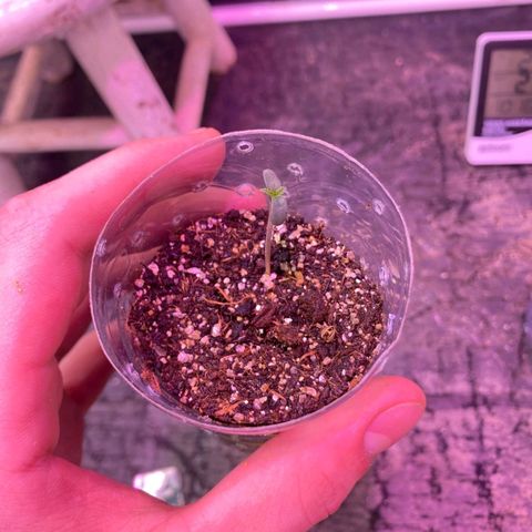 Hyperion F1 Hybrids growlog timeline photo