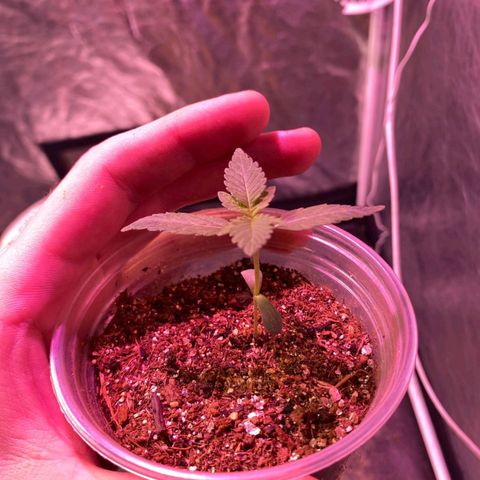 lockdown kush growlog photo: segundo par de folhas desenvolvido