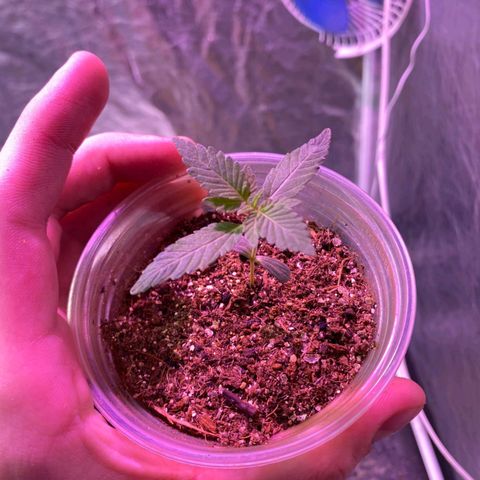 lockdown kush growlog photo: segundo par de folhas desenvolvido
