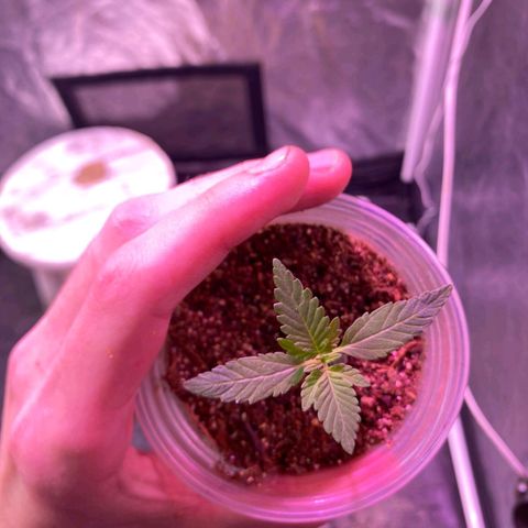 lockdown kush growlog timeline photo