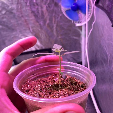lockdown kush growlog photo: segundo par de folhas desenvolvido