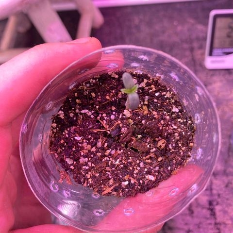Hyperion F1 Hybrids growlog timeline photo