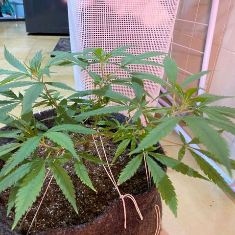 Northern Lights growlog timeline photo