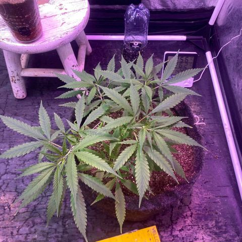 Northern Lights growlog timeline photo