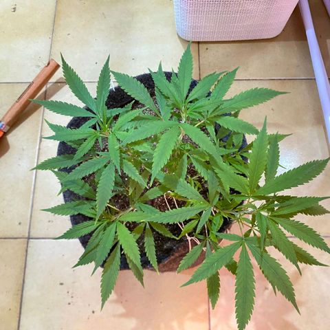 Northern Lights growlog timeline photo
