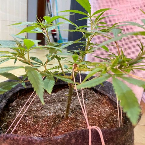 Northern Lights growlog timeline photo