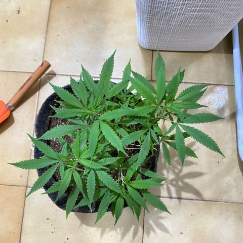 Northern Lights growlog timeline photo
