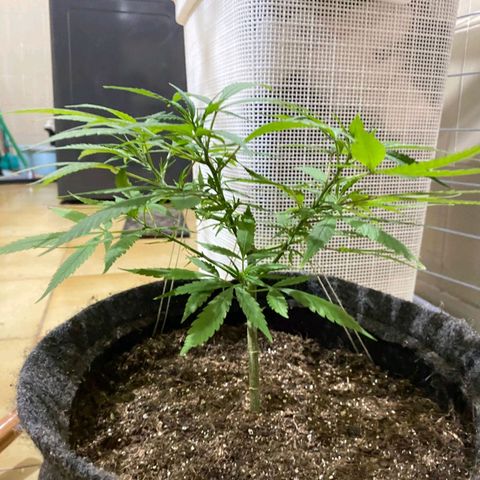 Northern Lights growlog timeline photo