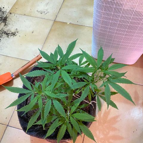 Northern Lights growlog timeline photo