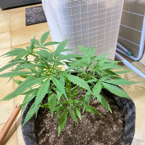 Northern Lights growlog timeline photo