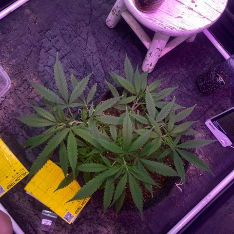 Northern Lights growlog timeline photo