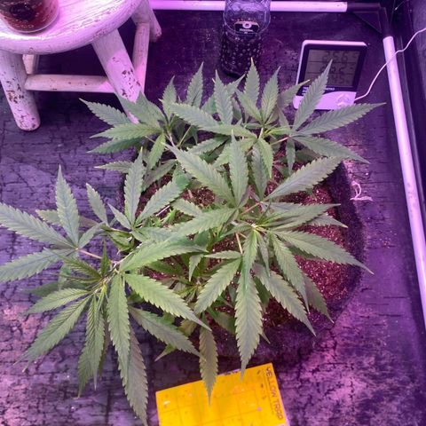 Northern Lights growlog timeline photo
