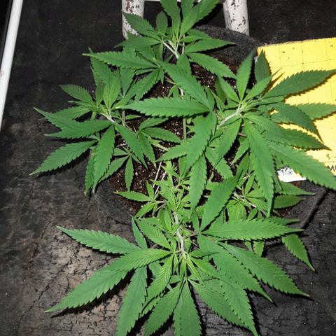 Northern Lights growlog timeline photo