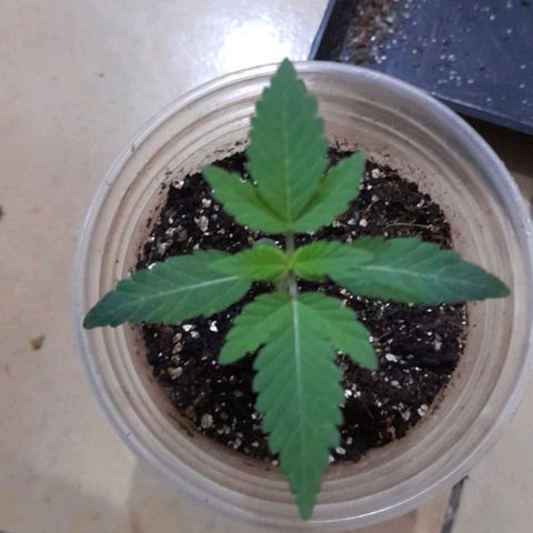 lockdown kush growlog timeline photo