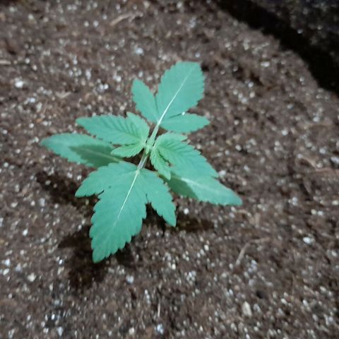 lockdown kush growlog timeline photo