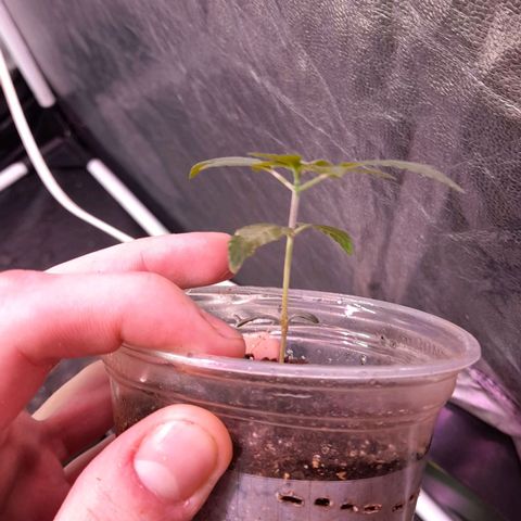 lockdown kush growlog timeline photo