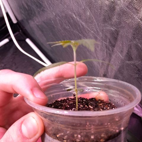 lockdown kush growlog timeline photo