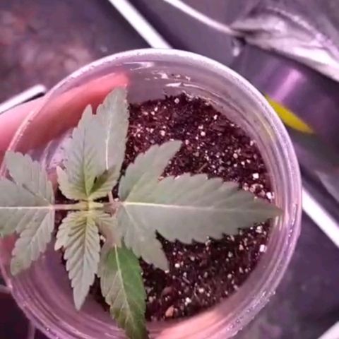 lockdown kush growlog timeline photo