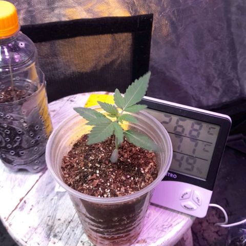 lockdown kush growlog timeline photo