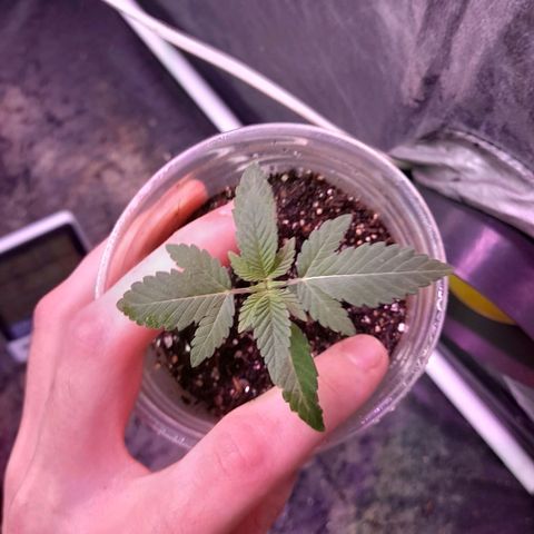 lockdown kush growlog timeline photo