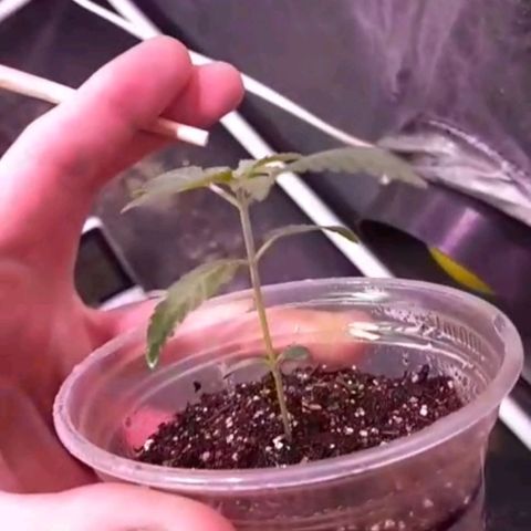 lockdown kush growlog timeline photo