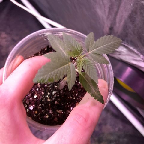 lockdown kush growlog timeline photo