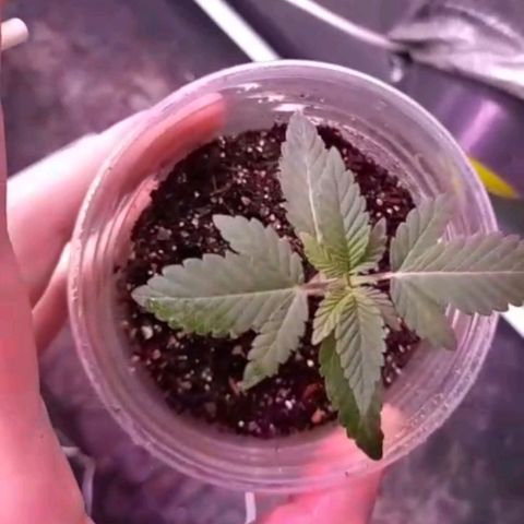 lockdown kush growlog timeline photo